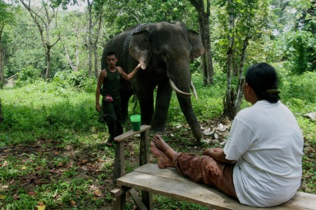 Merawat Gajah Sumatera