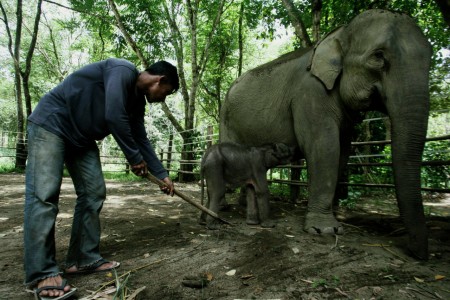 Merawat Gajah Sumatera