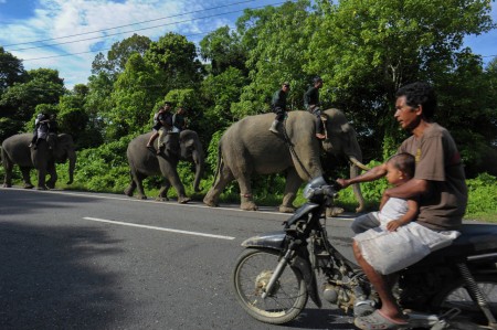 Antara Honda dan Gajah Sumatra