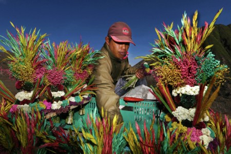 Penjual Bunga Edelwies
