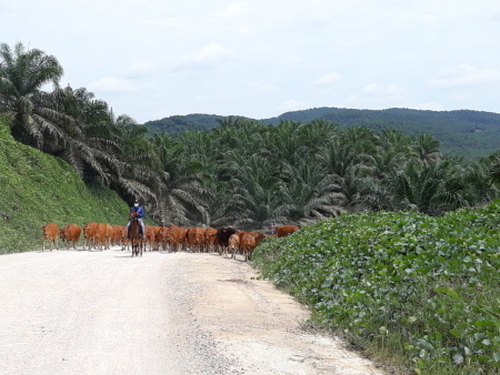 Sang Gembala Sapi di Hamparan Perkebunan Sawit