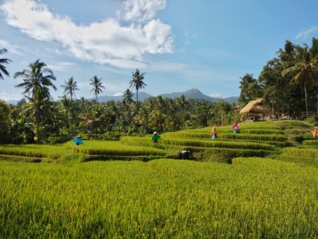 Sawah teduh