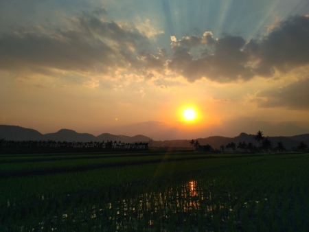 Terbenam di sawah