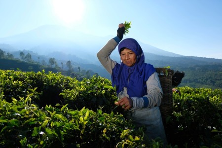 Pencari teh di desa sirah kencong Blitar