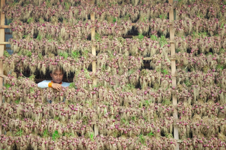 PETANI BAWANG