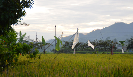 Memedi Sawah