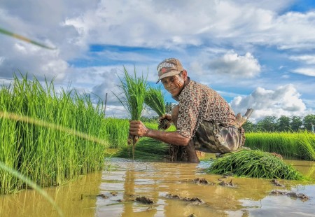 Musim tanam padi di Desa Borong Sapiri, Kabupaten Gowa, Sulawesi Selatan.