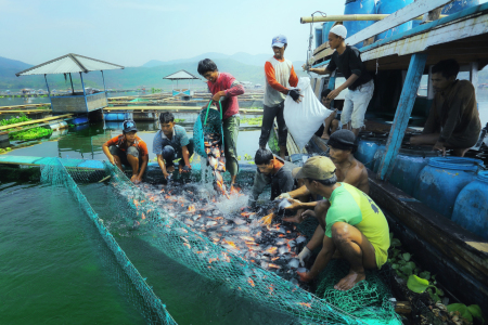 panen ikan