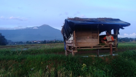 Memanen di Sore yang Cerah