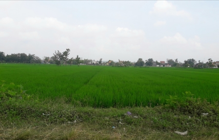 Hamparan Hijau di Sawah