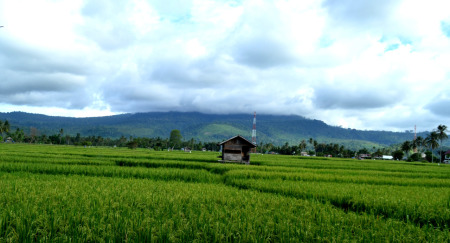 Rangkang Blang