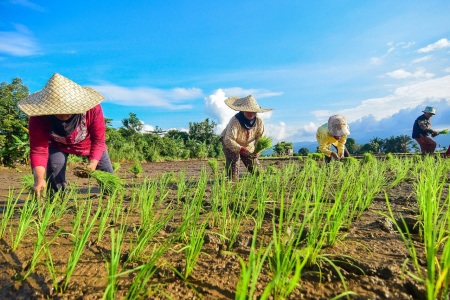 Menamam Padi di kampung