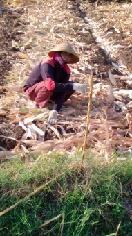 Proses panen jagung