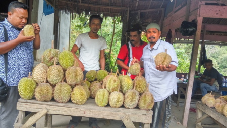 Durian Aceh, menikmati durian