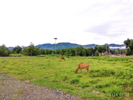 Sapi makan rumput