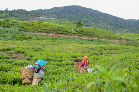 Petani Kebun Teh