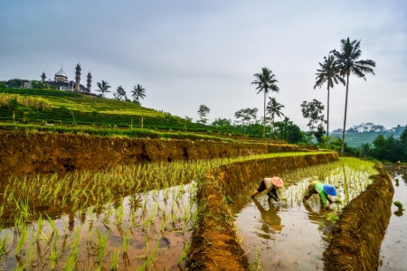 Tandur : Harmoni Kehidupan