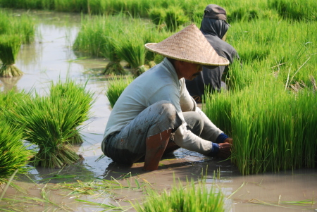 Mendaut Benih Padi