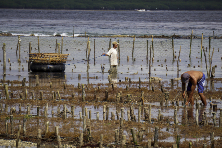 Petani Rumput Laut