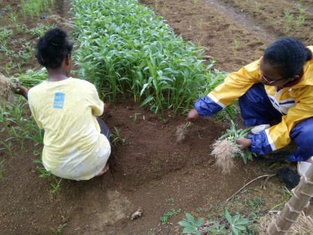 Mencabut Kangkung