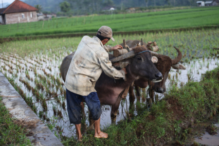 Persiapan membajak Sawah