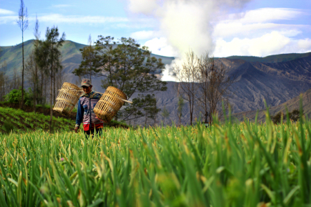 Pergi ke Ladang