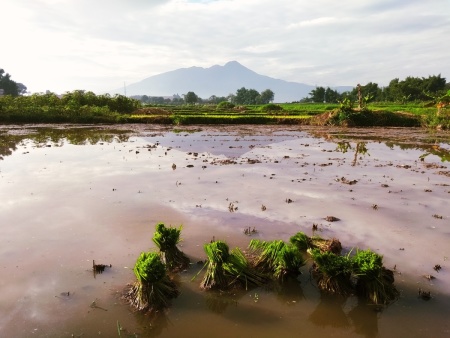 Pak Tani belum datang....