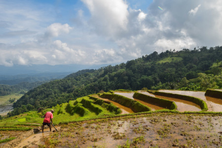 panorama sawah palembayan