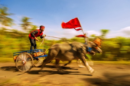 Makepung Race in Bali