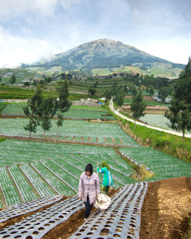 Petani bawang di kaki gunung sumbing