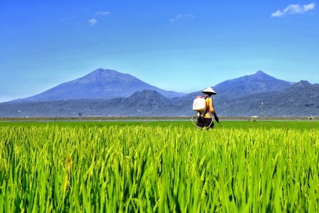 Semangat Para Petani Indonesia