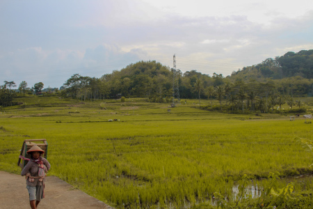 pulang bertani