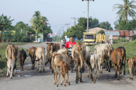 Sapi Kuasai Jalan