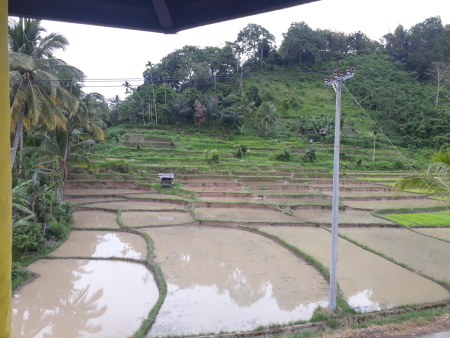 Sawah Di Ujung Desa