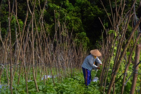 kebun timun