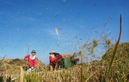 Di Sawah yang Panen