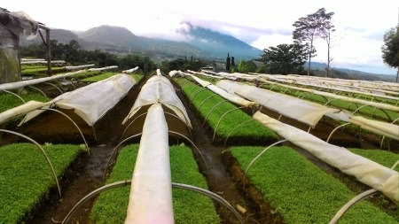 Kebun di pagi hari.