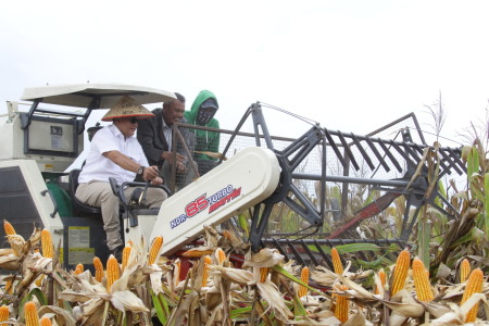 Panen jagung