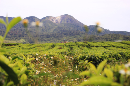 Kebun teh berlatar gunung talang