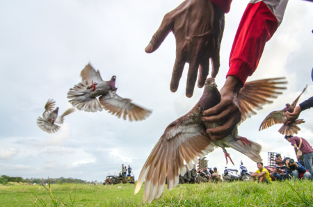 Balap Merpati