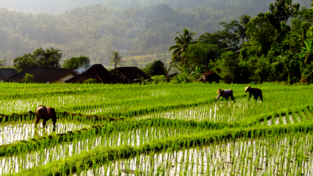 Membersihkan Gulma di Sawah