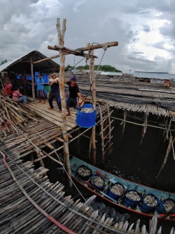 Nelayan Tanjung Binga dan Ikan Laisy Hasil Tangkapannya