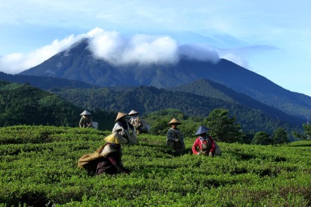 PEMETIK TEH