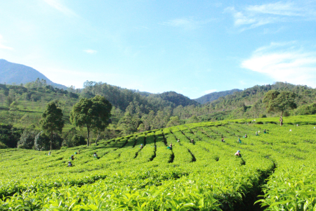 Petani Kebun Teh