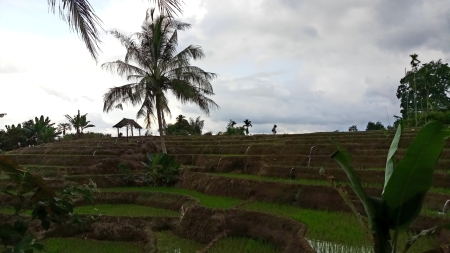 Pohon kelapa