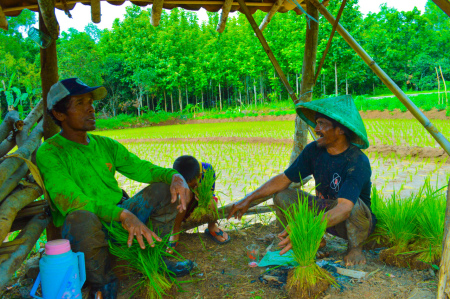 Saung Tawa