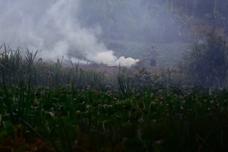 Bekerja diladang