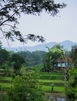 Manggul Lancatan di Sawah