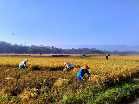 Selamat pagi para petani