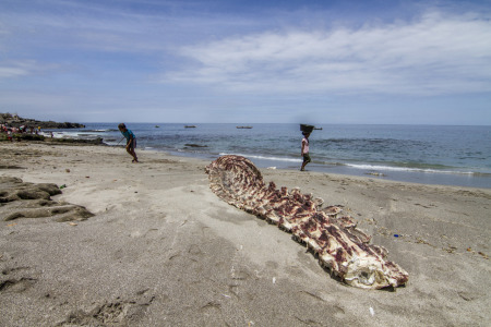 Tulang Sisa